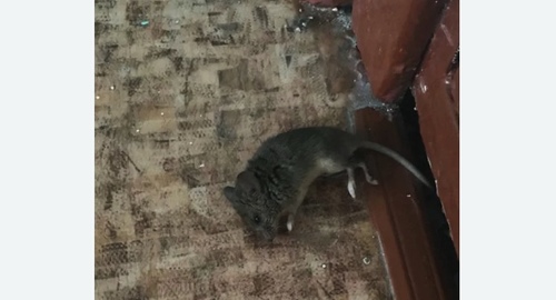 Дезинфекция от мышей в Ипатово