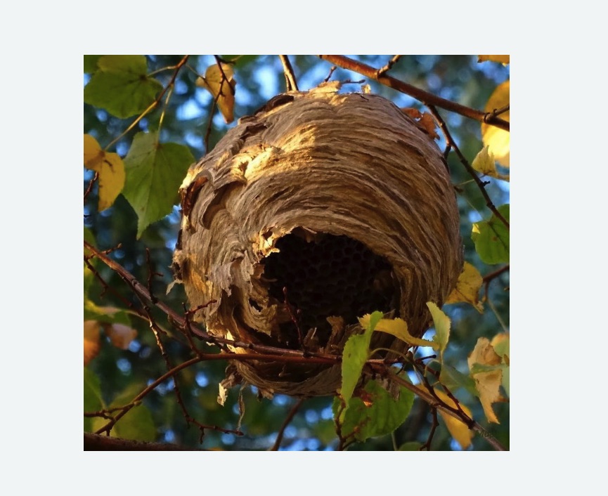 Обработка от шершней в Ипатово