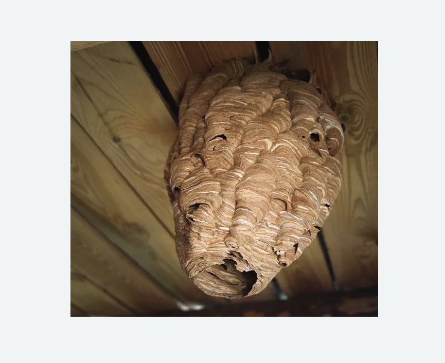 обработка от шершней в Ипатово