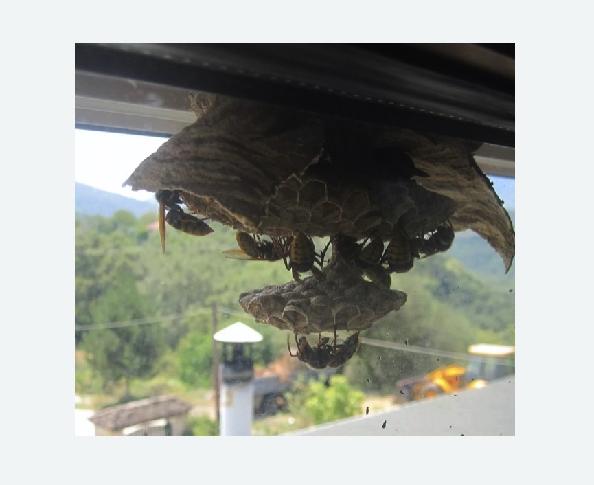 Уничтожение гнёзд шершней в Ипатово