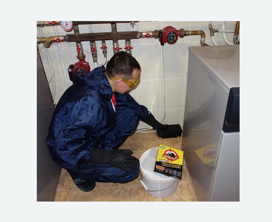 Уничтожение крыс Уничтожение крыс в Ипатово