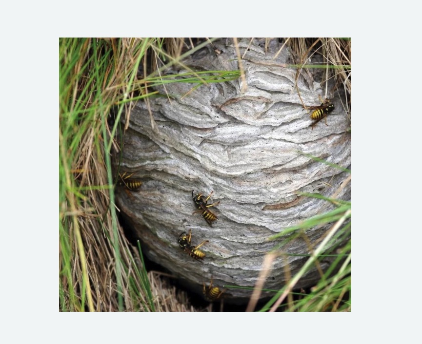 Уничтожение ос и ульев в Ипатово